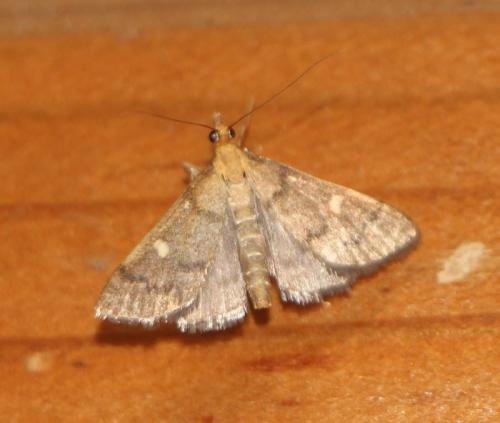 Dolicharthria aetnaealis